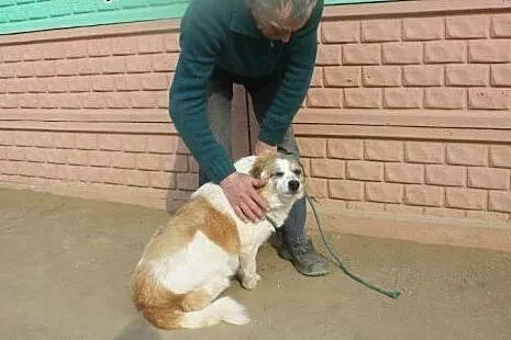 Od 9 lat czekam w schronisku aż ktoś mnie adoptuje