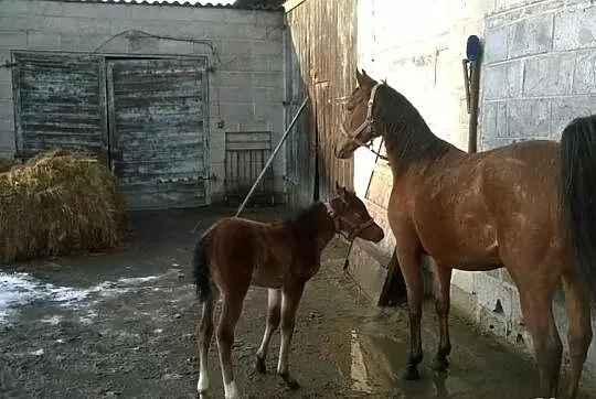 Klacz czystej krwi arabskiej ze źrebakiem!