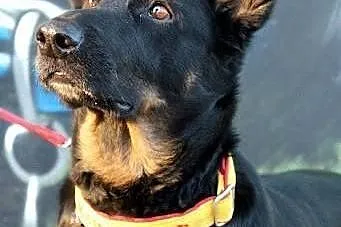 SABA sunia której Pan zmarł! pilnie szuka domku!, 