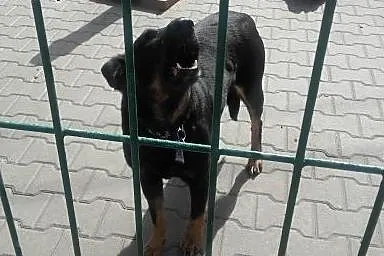 SABA sunia której Pan zmarł! pilnie szuka domku!, 