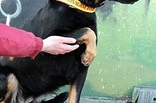 SABA sunia której Pan zmarł! pilnie szuka domku!, 