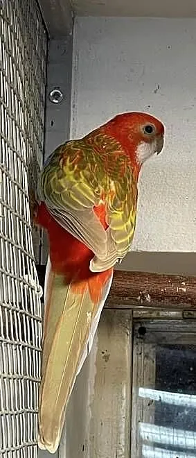 Sprzedam piekne Rozelle białolice, Mazowieckie, Ciechanów