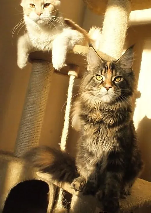 Koteczka maine coon