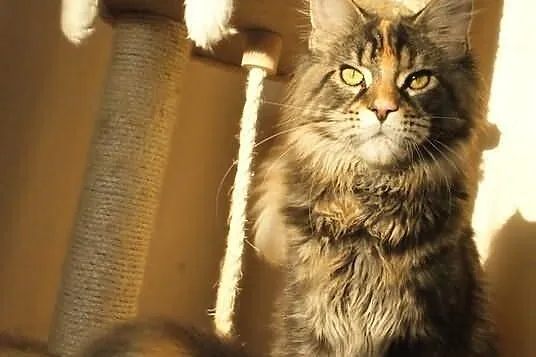 Koteczka maine coon