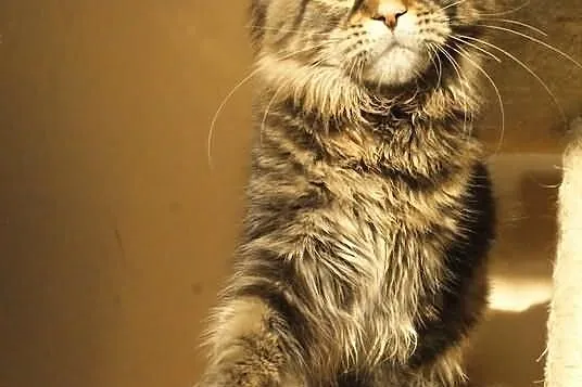 Koteczka maine coon