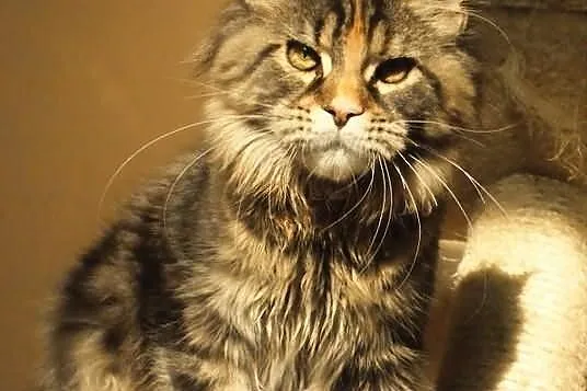 Koteczka maine coon