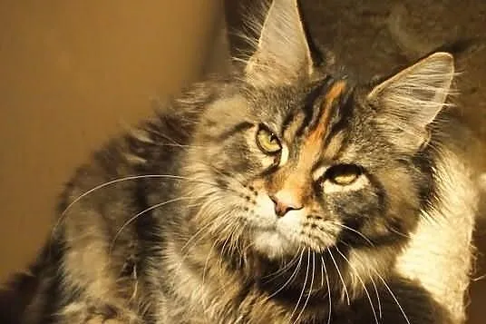 Koteczka maine coon