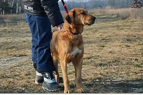 Pokochaj wyjątkową Lejle,  mazowieckie Warszawa