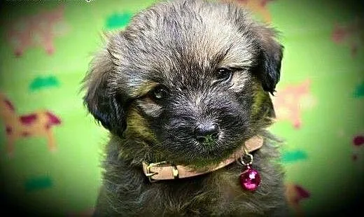 Pene - malutki szczeniaczek do adopcji, mazowieck