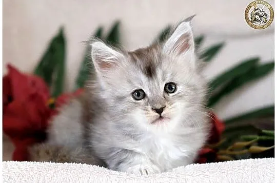 Kotka maine coon srebrzysta piękność