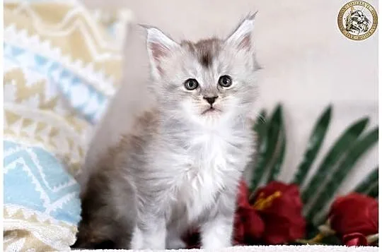 Kotka maine coon srebrzysta piękność, Mazowieckie, Warszawa