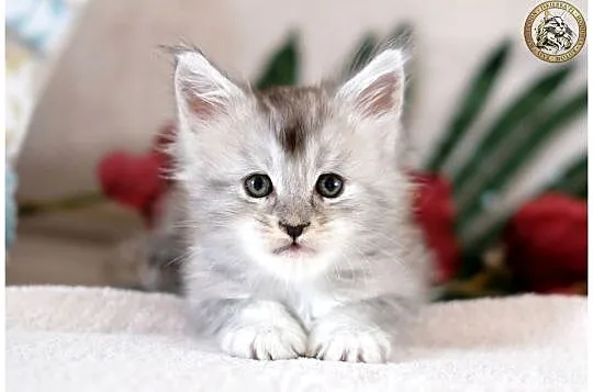 Kotka maine coon srebrzysta piękność, Mazowieckie, Warszawa