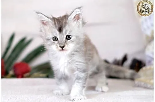 Kotka maine coon srebrzysta piękność, Mazowieckie, Warszawa