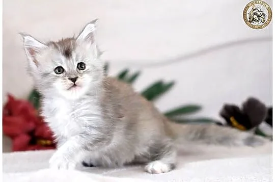Kotka maine coon srebrzysta piękność, Mazowieckie, Warszawa