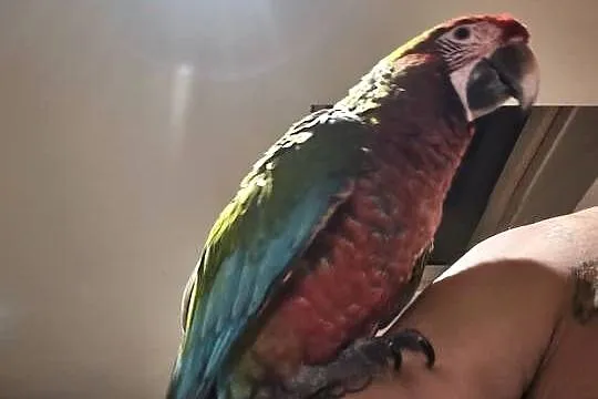 Ara Calico i ararauna rk, Śląskie, Dąbrowa Górnicza