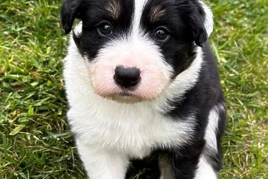 Border Collie - piesek BAGI - z hodowli NEGRESSE, Małopolskie, Porąbka Uszewska