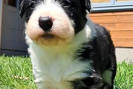 Border Collie - piesek BAGI - z hodowli NEGRESSE, Małopolskie, Porąbka Uszewska