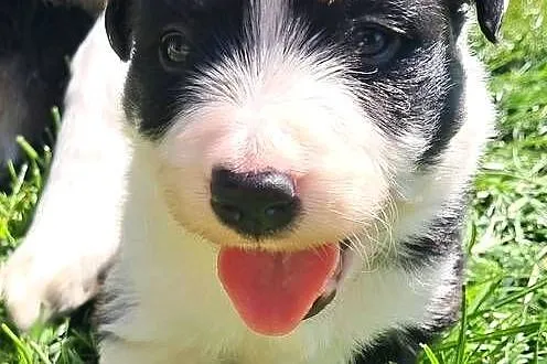 Border Collie - piesek BAGI - z hodowli NEGRESSE, Małopolskie, Porąbka Uszewska