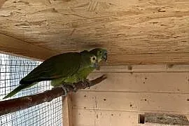 Amazonki niebieskoczelne