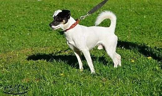 Puzel w typie jack russel terrier szuka domku!!!,