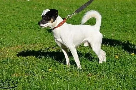 Puzel w typie jack russel terrier szuka domku!!!, 