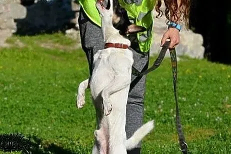 Puzel w typie jack russel terrier szuka domku!!!, 