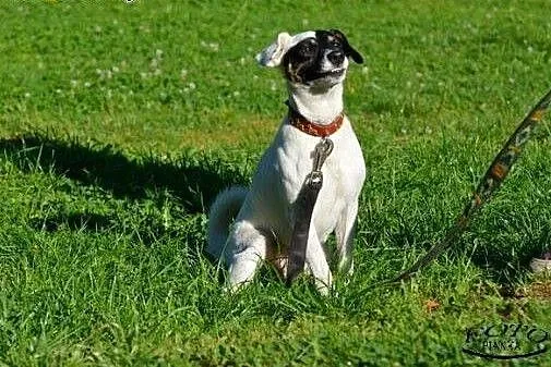 Puzel w typie jack russel terrier szuka domku!!!, 
