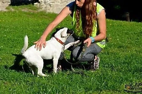 Puzel w typie jack russel terrier szuka domku!!!, 