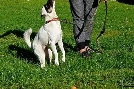 Puzel w typie jack russel terrier szuka domku!!!, 
