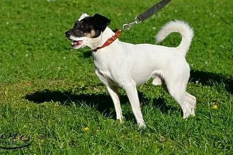 Puzel w typie jack russel terrier szuka domku!!!, 