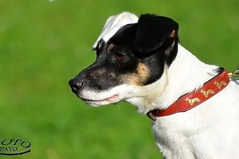 Puzel w typie jack russel terrier szuka domku!!!, 