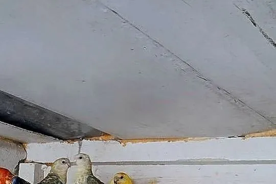 Ptaki 24 i 25, Małopolskie, Łysa Góra