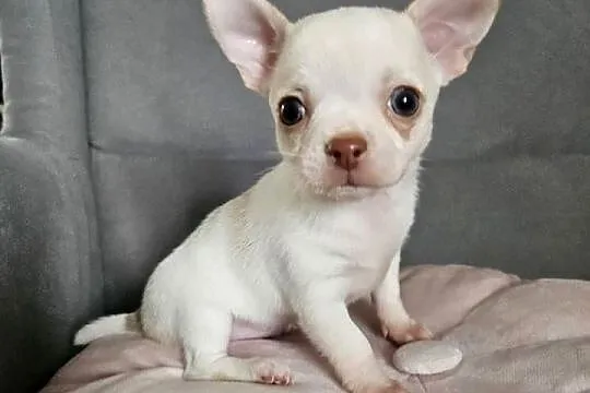 Chihuahua piękna suczka po rodzicach FCI