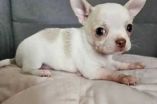 Chihuahua piękna suczka po rodzicach FCI, Małopolskie, Rajsko