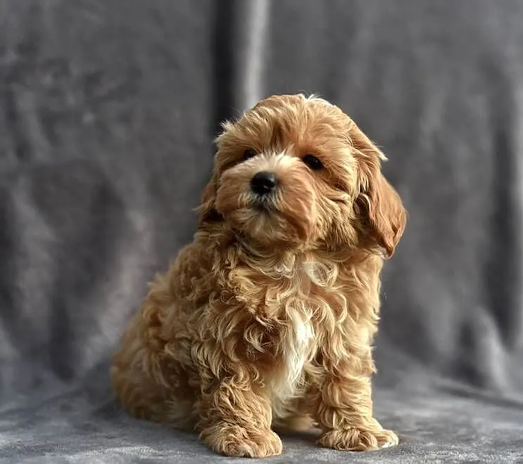Cudowny szczeniak *LOCO* Maltipoo f1, Mazowieckie, Garwolin