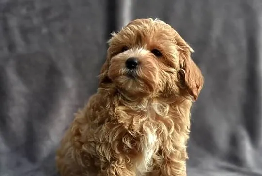 Cudowny szczeniak *LOCO* Maltipoo f1, Mazowieckie, Garwolin