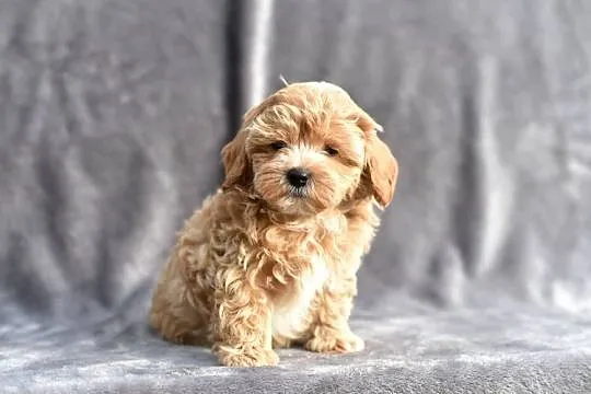 Cudowny szczeniak *LOCO* Maltipoo f1, Mazowieckie, Garwolin