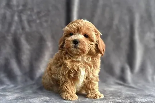 Cudowny szczeniak *LOCO* Maltipoo f1, Mazowieckie, Garwolin