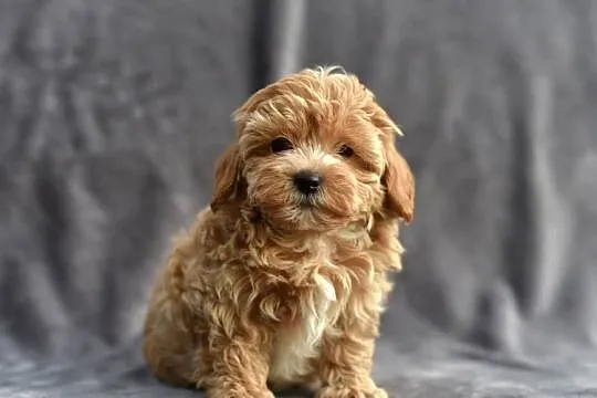 Cudowny szczeniak *LOCO* Maltipoo f1, Mazowieckie, Garwolin
