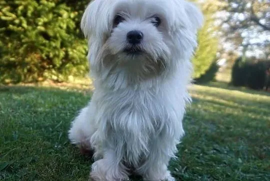 Cudowny szczeniak *LOCO* Maltipoo f1, Mazowieckie, Garwolin