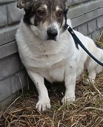 Dandi - spokojny, ale troszkę wycofany psiaczek, p
