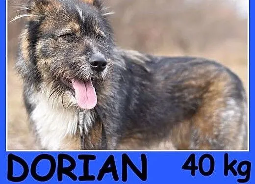Duży 40 kg, szorstkowłosy ,sympatyczny,przyjazny p