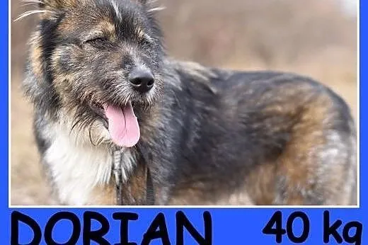 Duży 40 kg, szorstkowłosy ,sympatyczny,przyjazny p