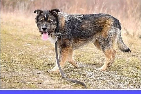 Duży 40 kg, szorstkowłosy ,sympatyczny,przyjazny p
