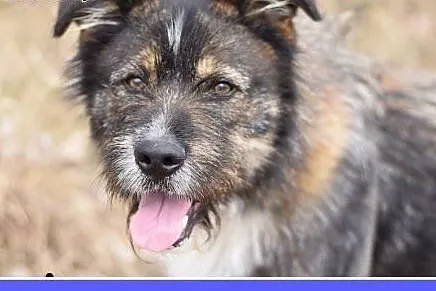 Duży 40 kg, szorstkowłosy ,sympatyczny,przyjazny p