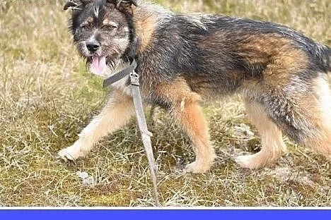Duży 40 kg, szorstkowłosy ,sympatyczny,przyjazny p