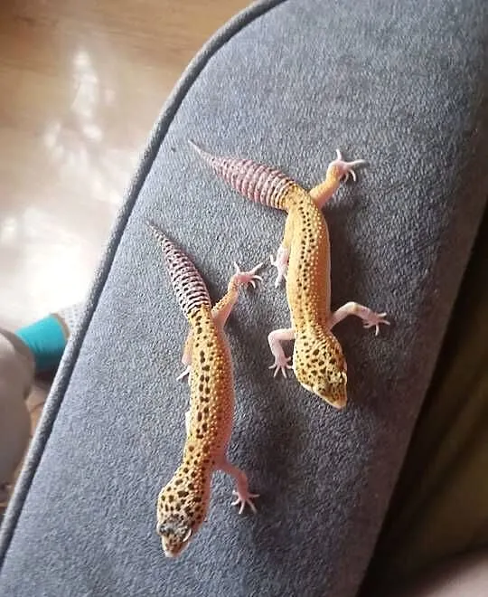 Sprzedam terrarium wraz z gekonami, Dolnośląskie, Szczytna