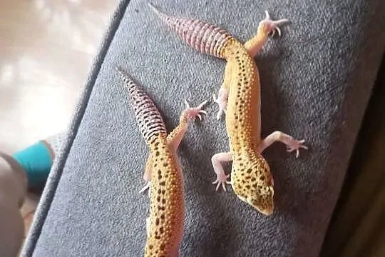 Sprzedam terrarium wraz z gekonami, Dolnośląskie, Szczytna