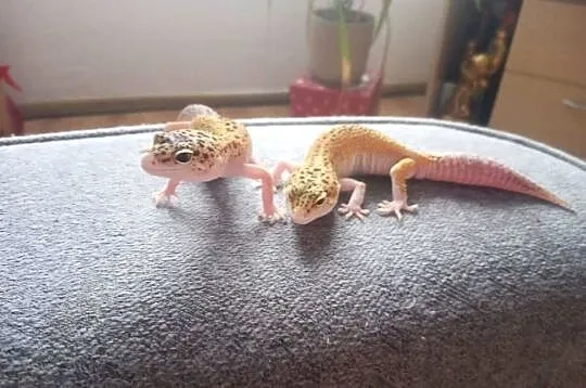 Sprzedam terrarium wraz z gekonami, Dolnośląskie, Szczytna