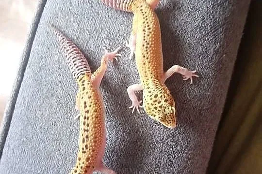 Sprzedam terrarium wraz z gekonami, Dolnośląskie, Szczytna